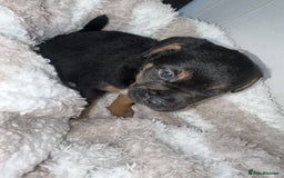 Jack Russell dogs for sale: Jack Russel puppies  - Image 3