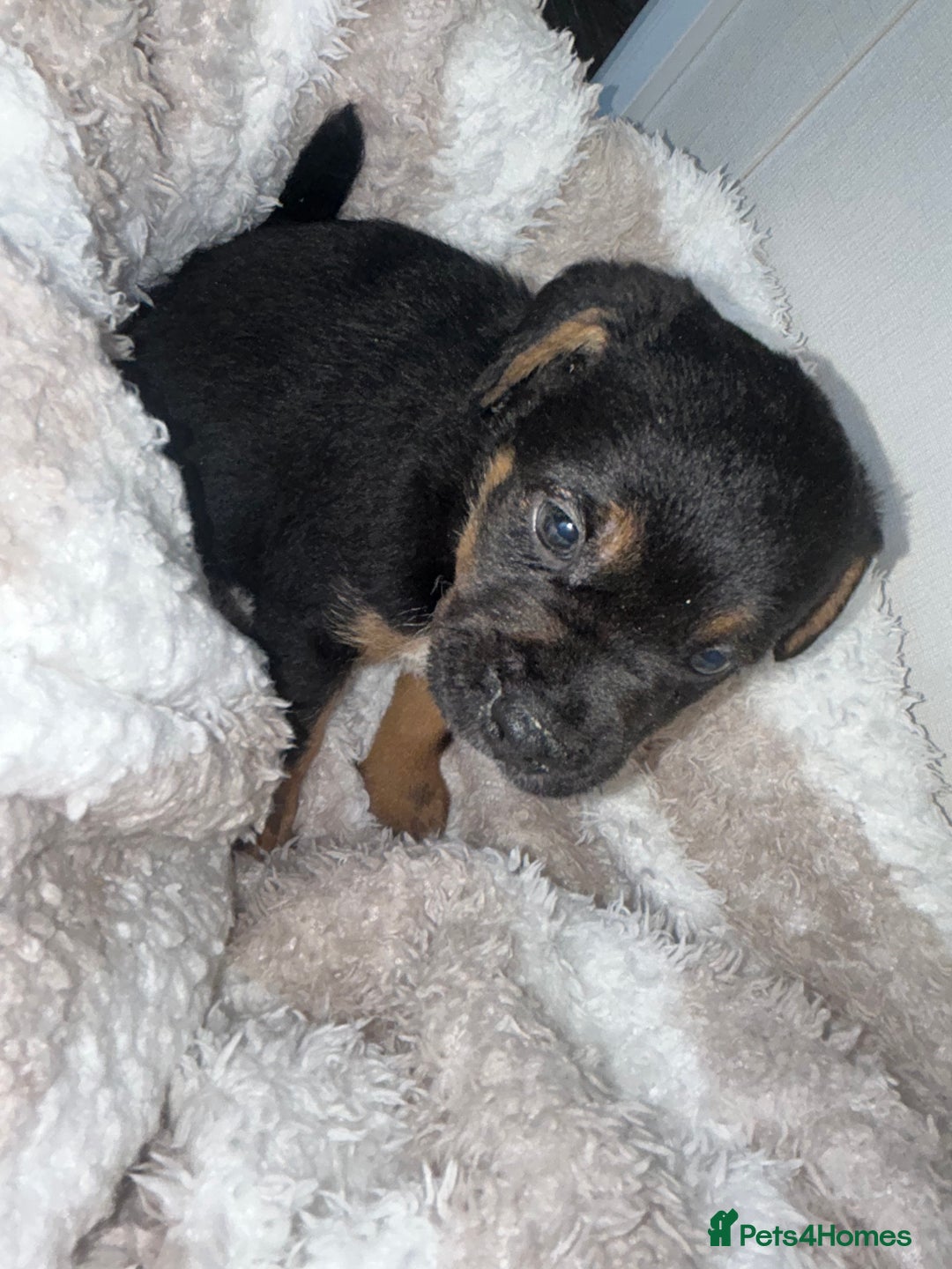 Jack Russell dogs for sale: Jack Russel puppies  - Image 3
