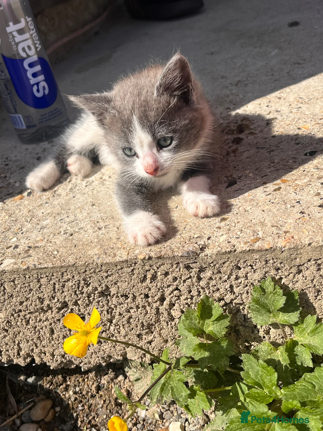 Mixed Breed cats for sale: Mixed breed Kittens  - Advert 13