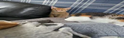 Mixed Breed cats for sale: Two beautiful ginger boys  in Elland - Advert 7