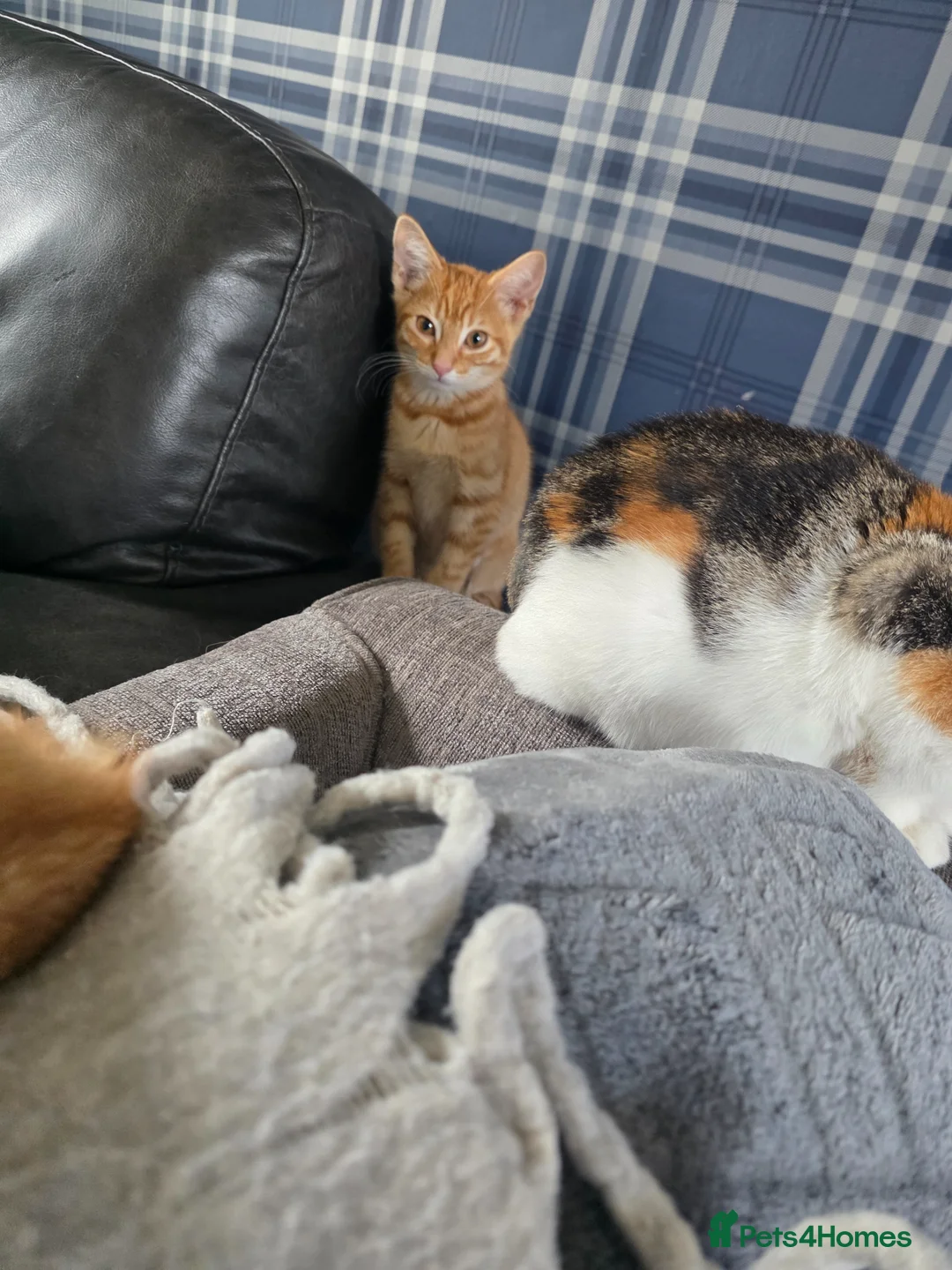 Mixed Breed cats for sale: Two beautiful ginger boys  in Elland - Advert 7