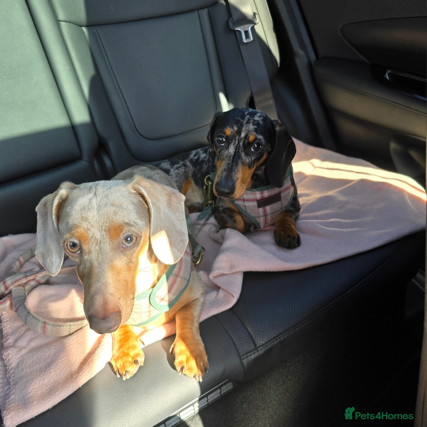 Miniature Dachshund dogs 2 Males to be rehomed together - Advert 15