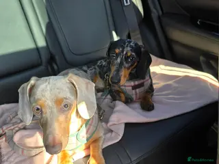 Miniature Dachshund dogs 2 Males to be rehomed together - Advert 15
