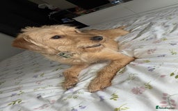 Labradoodle dogs for sale: Labradoodle  - Image 1
