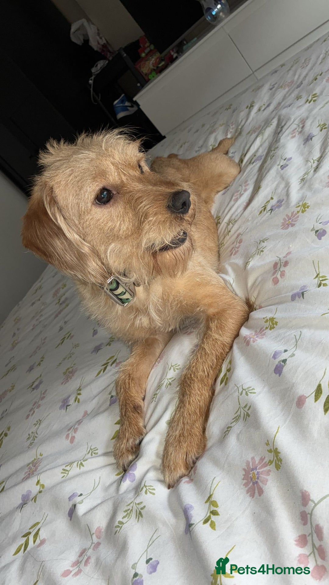 Labradoodle dogs for sale: Labradoodle  - Image 1