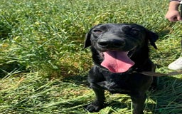 Mixed Breed dogs for adoption: NERO ❤️ lovable Goof ball  - Image 7