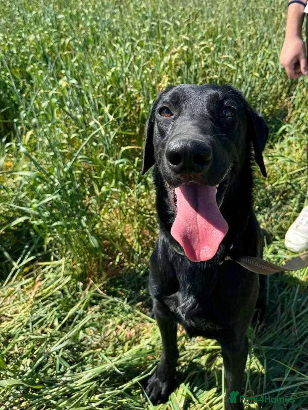 Mixed Breed dogs for adoption: NERO ❤️ lovable Goof ball  - Image 7