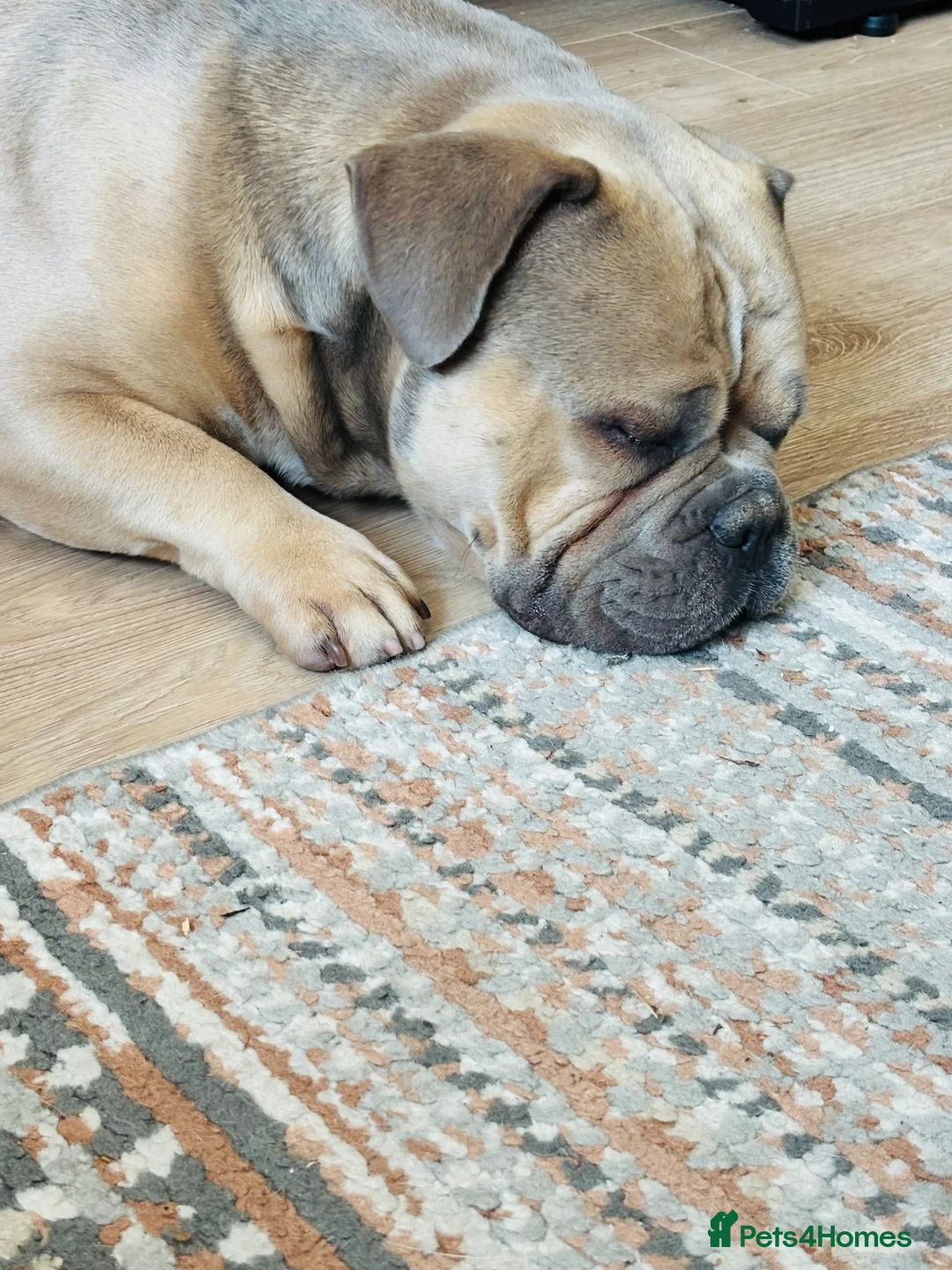 Mixed Breed dogs for sale: Stan. Micro Bully x French bulldog in Widnes - Advert 3