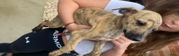 Mixed Breed dogs for sale: Saluki grayhound x kc whippet  - Advert 5