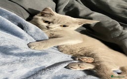 British Shorthair cats for sale: ✨Pure bred  chunky British shorthairs ✨ - Image 2