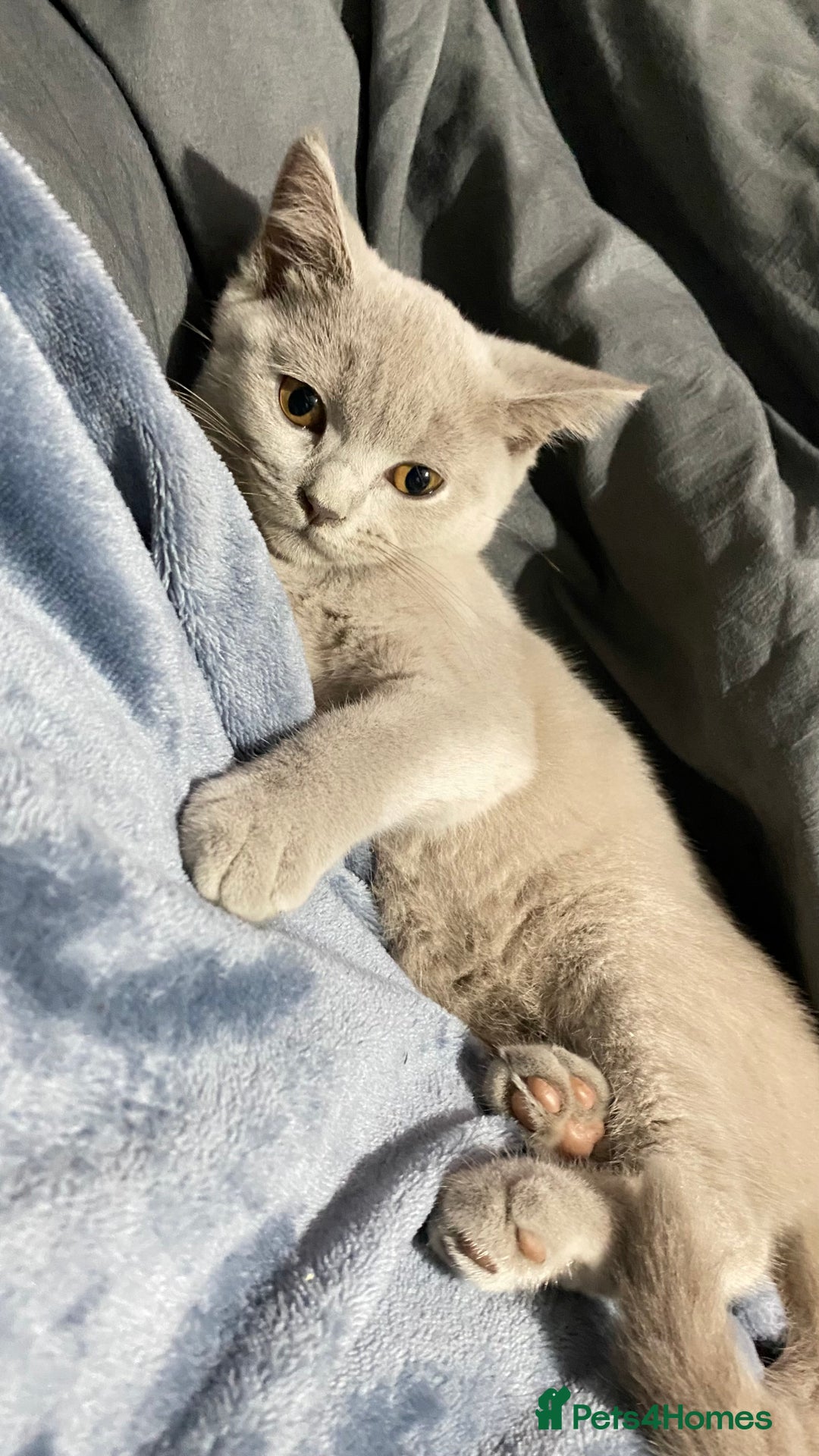 British Shorthair cats for sale: ✨Pure bred  chunky British shorthairs ✨ - Image 2