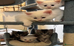 Maine Coon cats for sale: TICA & Council licensed white/black Maine Coons - Image 4