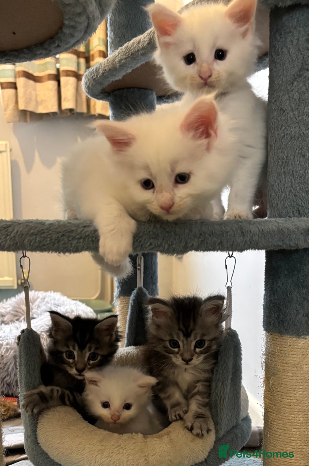 Maine Coon cats for sale: TICA & Council licensed white/black Maine Coons - Image 4