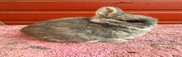 Netherland Dwarf rabbits for sale: Young Netherland Dwarfs - Advert 16