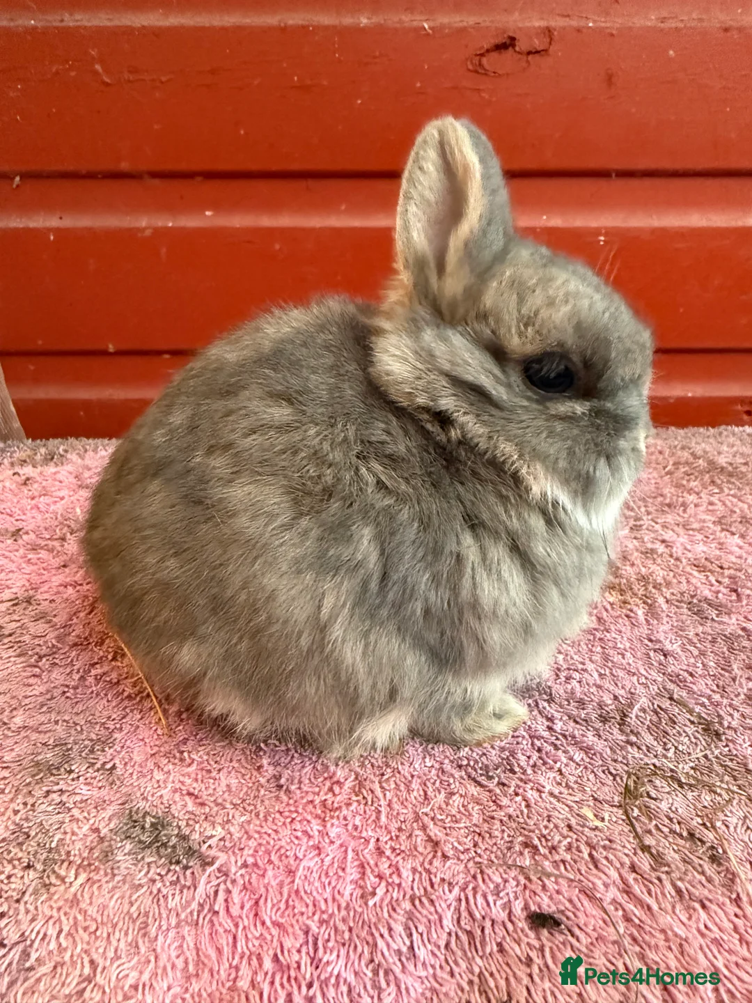 Netherland Dwarf rabbits for sale: Young Netherland Dwarfs - Advert 16