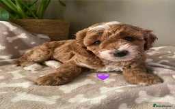 Cavapoo dogs for sale: Beautiful Cavapoo F1B  - Image 10