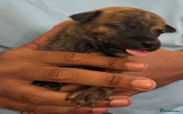 Mixed Breed dogs for sale: American bully cross - Image 3