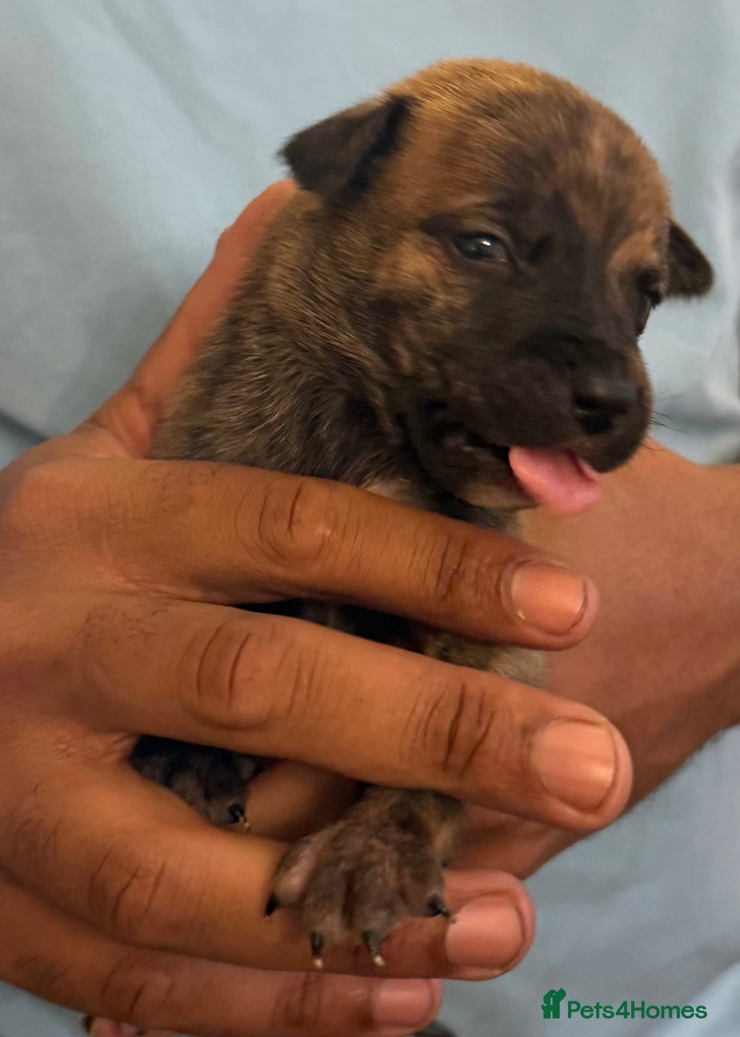 Mixed Breed dogs for sale: American bully cross - Image 3