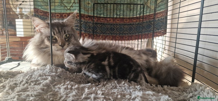 Maine Coon cats MAINE COONE KITTENS EXCELLENT - Advert 2