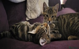 Mixed Breed cats for sale: Mixed breed, both female, ready to go now! - Image 6