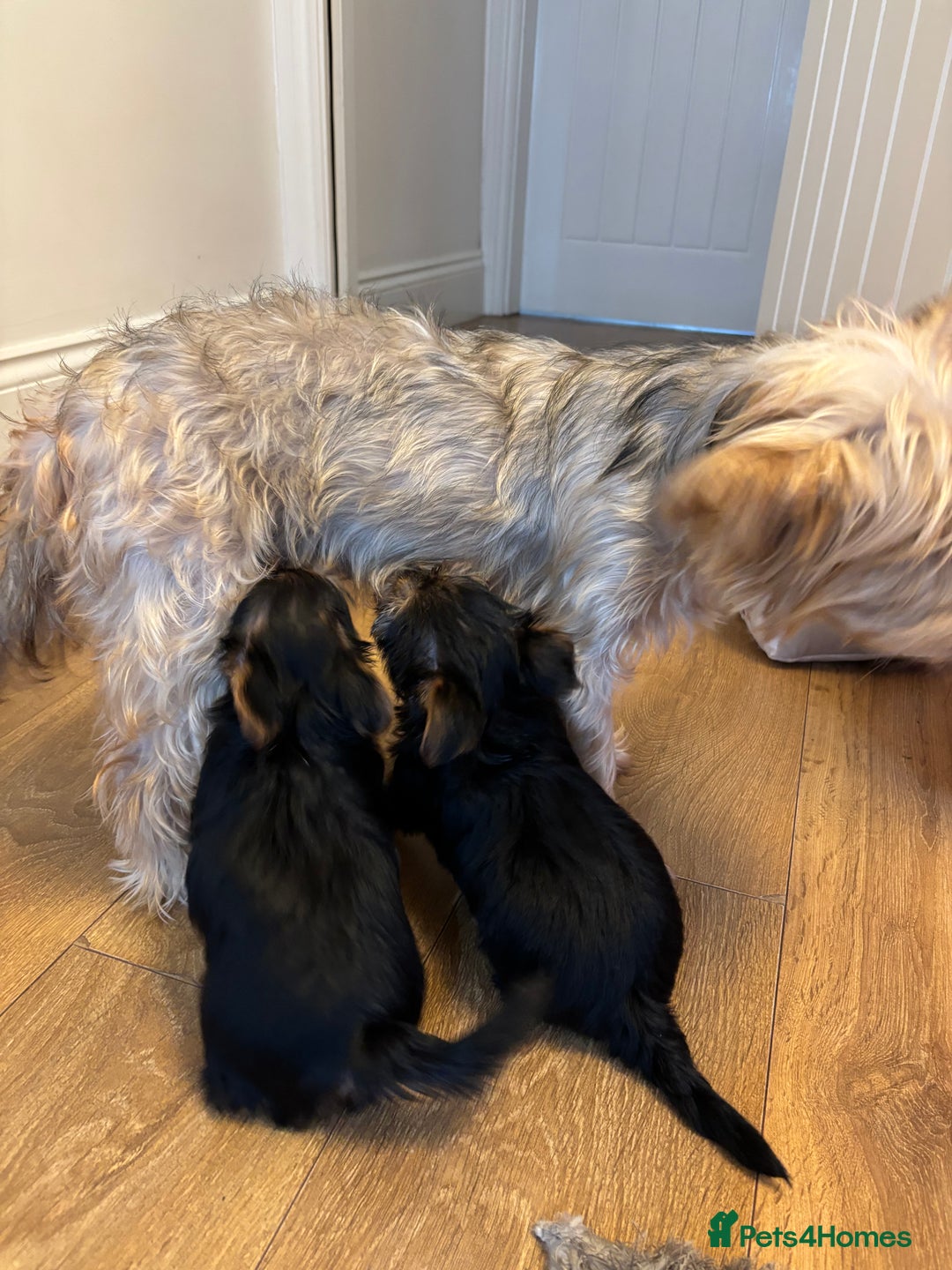 Yorkshire Terrier dogs for sale: Yorkshire Terrier Pups - Image 11
