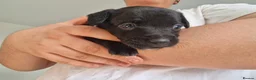 Patterdale Terrier dogs for sale: 1 left - Working Patty Pup - Advert 14