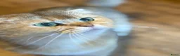 Scottish Fold cats for sale: 4 x SILVER CHINCHILLA SCOTTISH FOLD/STRAIGHT - Advert 13