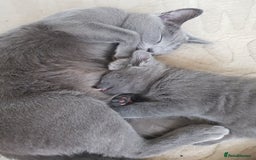 Russian Blue cats for sale: **TICA full pedigree Russian Blue kittens - Image 16
