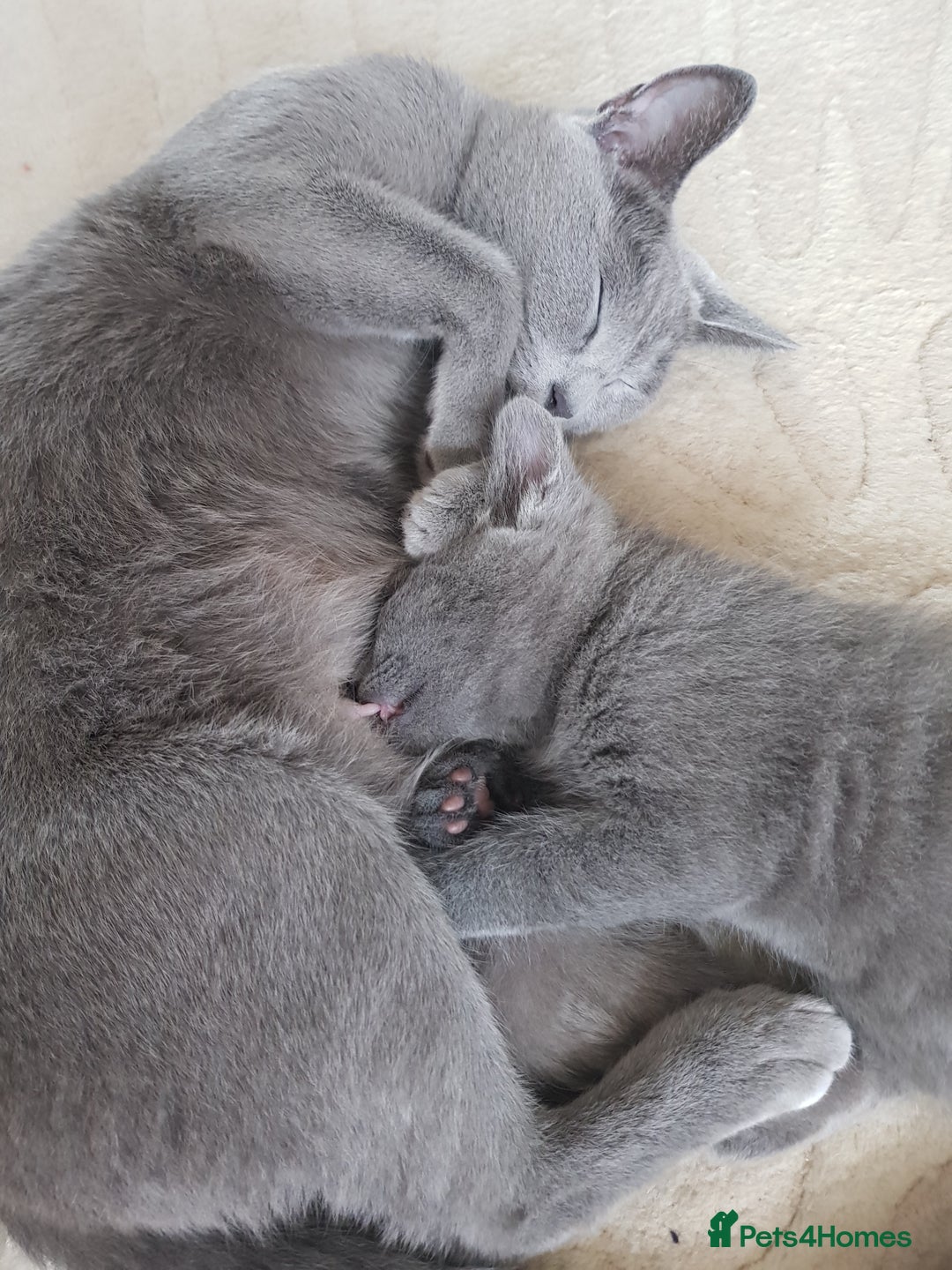 Russian Blue cats for sale: **TICA full pedigree Russian Blue kittens - Image 16