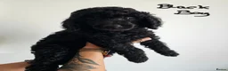 Standard Poodle dogs for sale: KC Standard Poodle Puppies !  - Advert 5