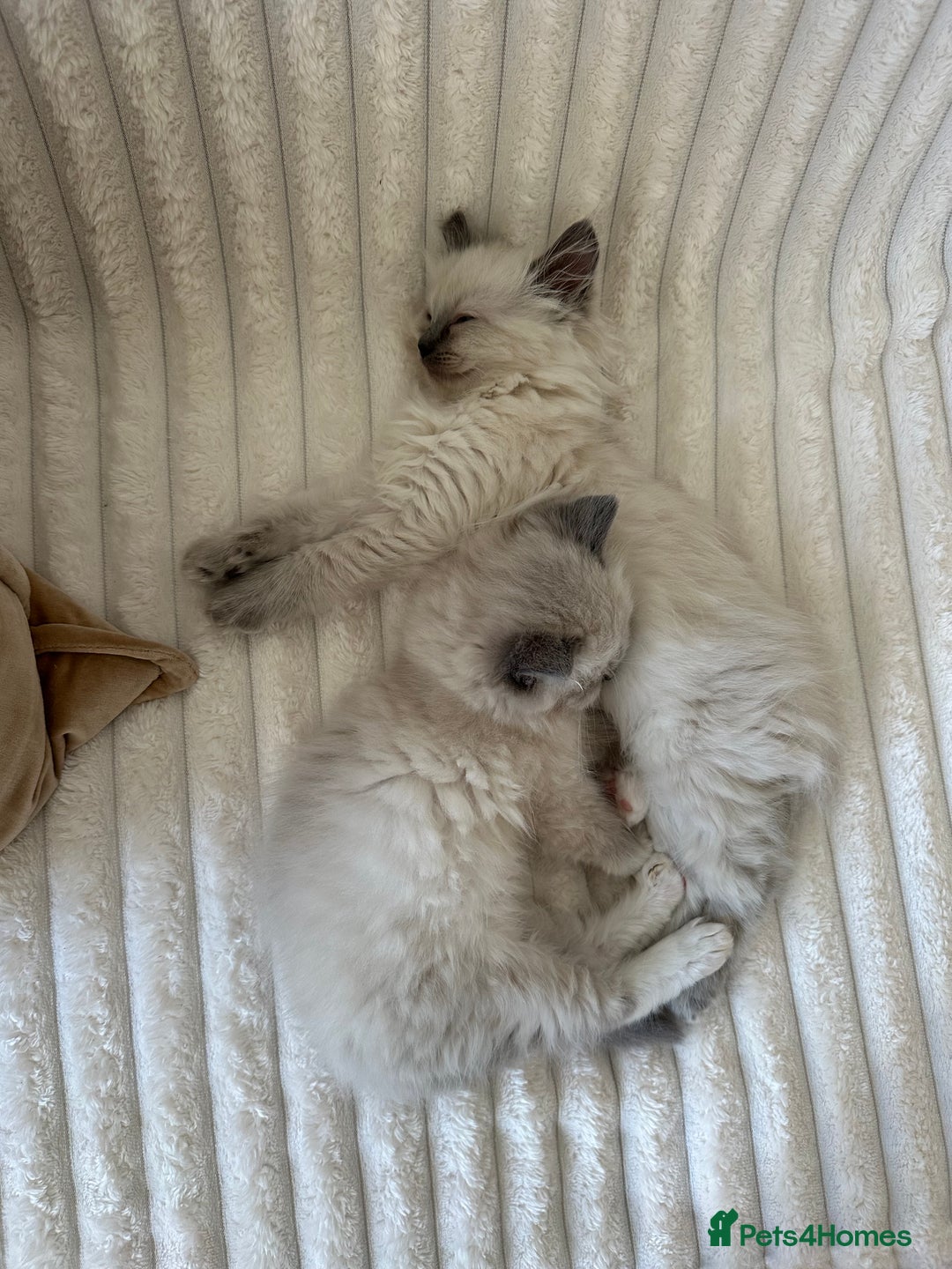 Ragdoll cats for sale: 2 PURE BRED CHAMPION LINE RAGDOLLS READY NOW - Advert 3