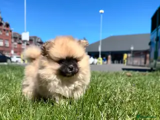 Pomeranian dogs Ready now Double Champion Lines Pomeranian KC Reg - Advert 1