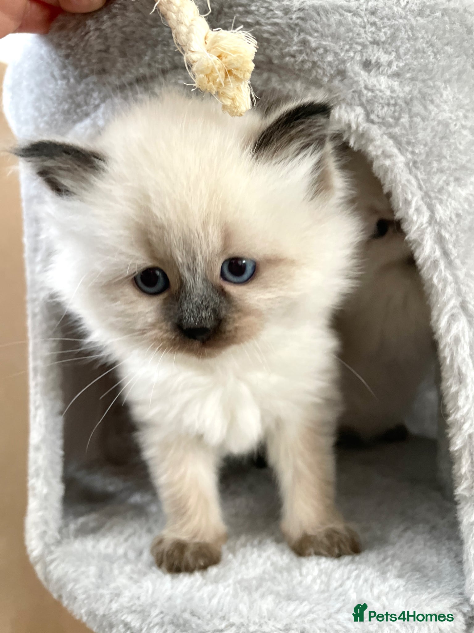 Siberian cats for sale: 2 Pure Neva Masquerade kittens available  - Advert 11
