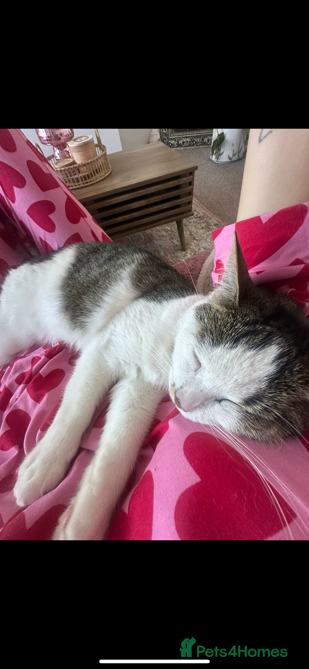 Mixed Breed cats for sale: 2 beautiful female cats looking for new home  - Image 6