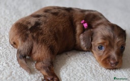 Miniature Dachshund dogs for sale: 5StarsLicensed+LongHaired+KC+PRAClear+VetChecked - Image 20