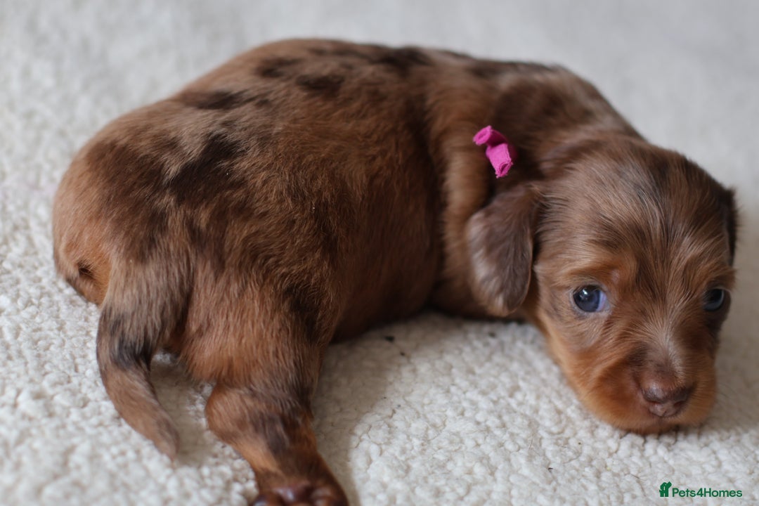 Miniature Dachshund dogs for sale: 5StarsLicensed+LongHaired+KC+PRAClear+VetChecked - Image 20