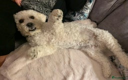 Cavapoo dogs for stud: Gorgeous F1 Cavapoo for stud - Image 6