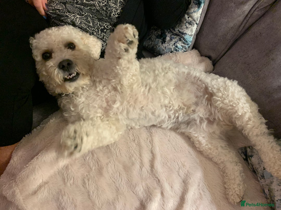Cavapoo dogs for stud: Gorgeous F1 Cavapoo for stud - Image 6