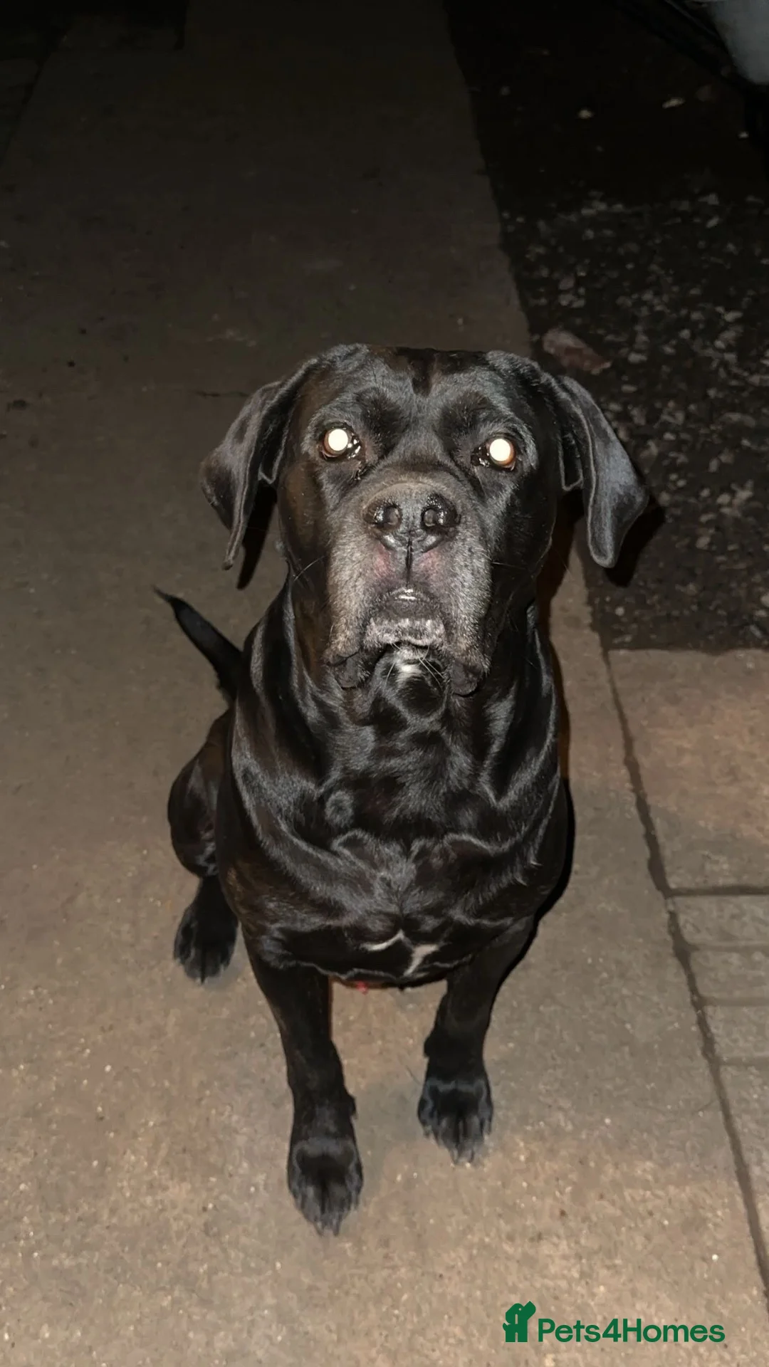 Cane Corso dogs for sale: Cane corso puppies  - Advert 11