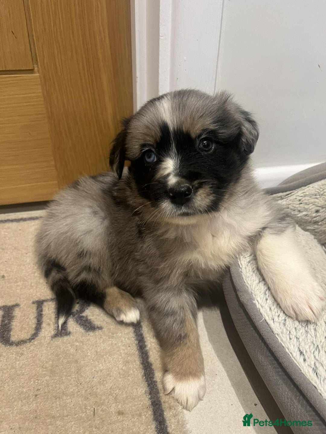 Golden Retriever dogs for sale: Beautiful Golden Retriever x Border Collies Pups - Image 6