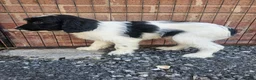 Cockapoo dogs for sale: Cockerpoo puppies Ready Now  - Advert 10