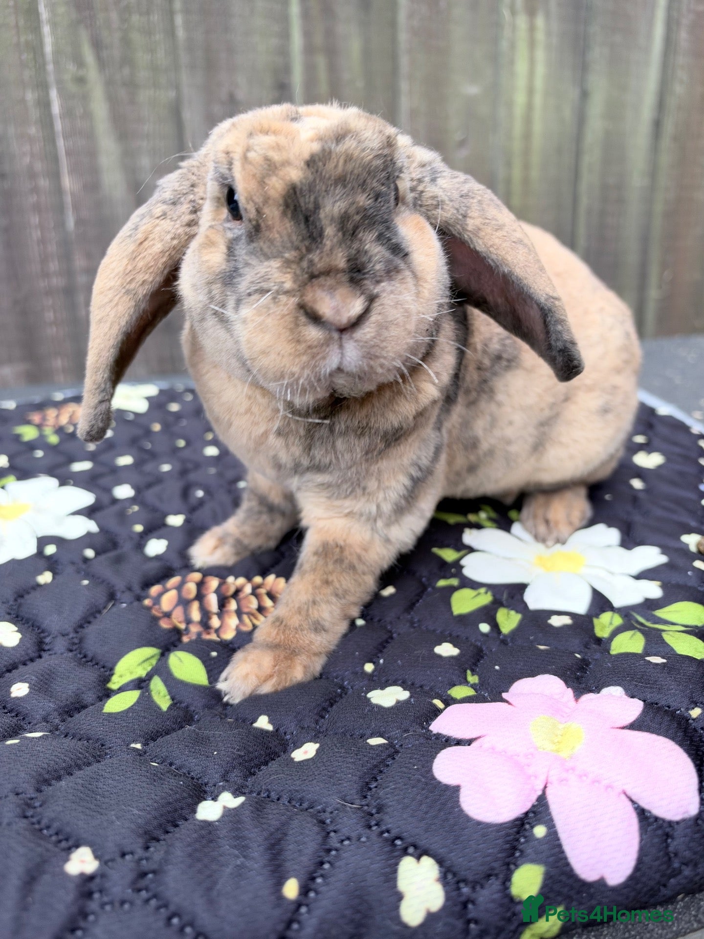 Mini Lop rabbits Mini plush lop  - Advert 2