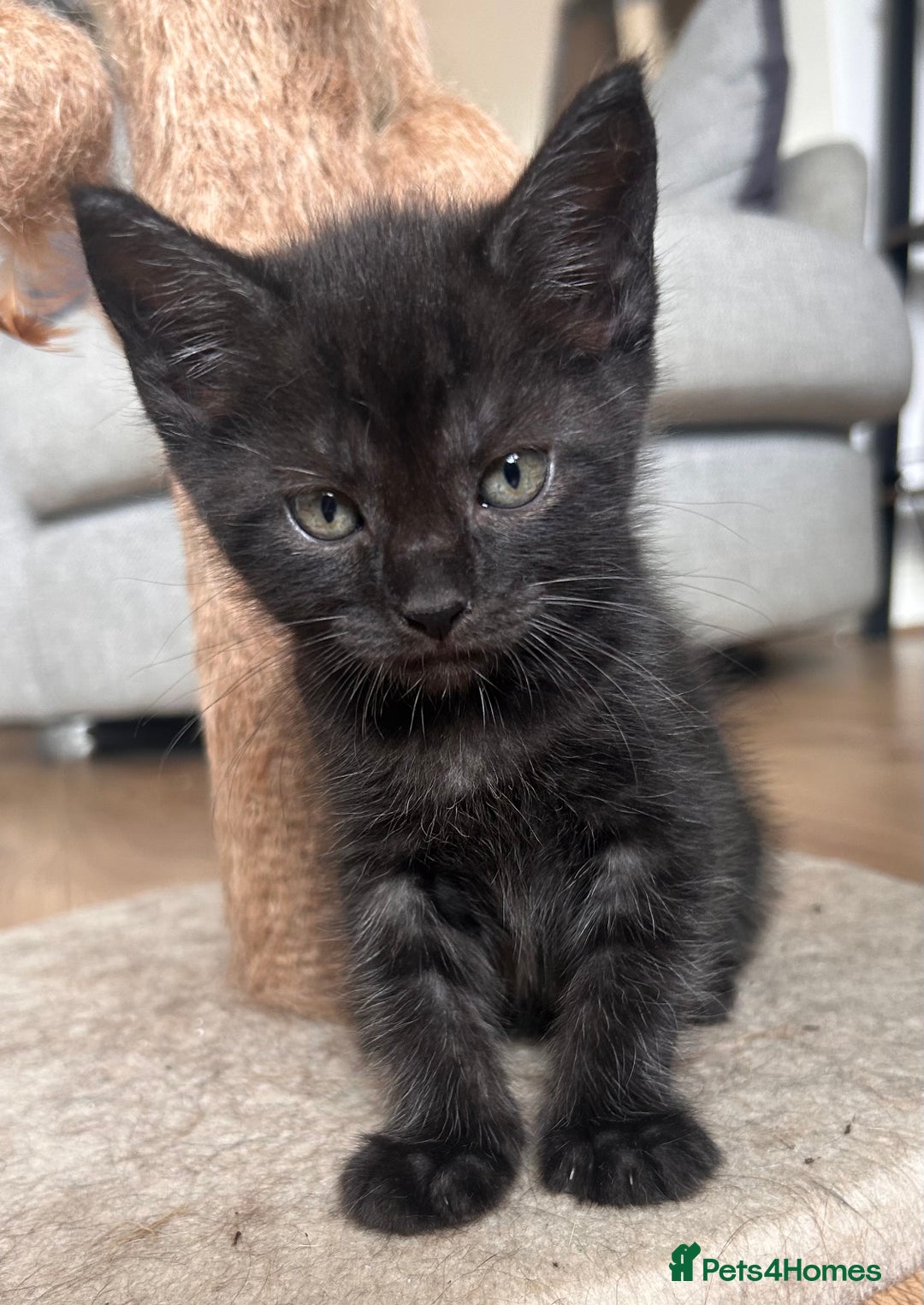 Maine Coon cats for sale:  Maine coon x BSH stunning kittens 😻 - Image 4