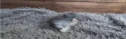 Persian cats for sale: 🐾 Beautiful Persian Kittens 🐾 - Advert 28