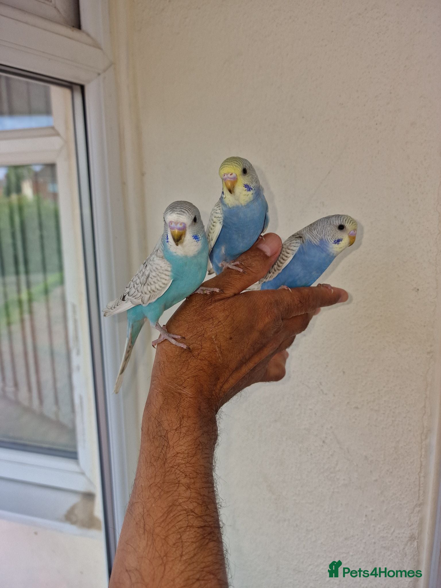 Budgerigars birds Super Hand Tamed Baby Budgies for sale. - Advert 10