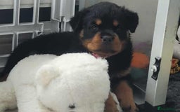 Rottweiler dogs for sale: Top quality European bloodlines rottweiler Puppies - Image 15