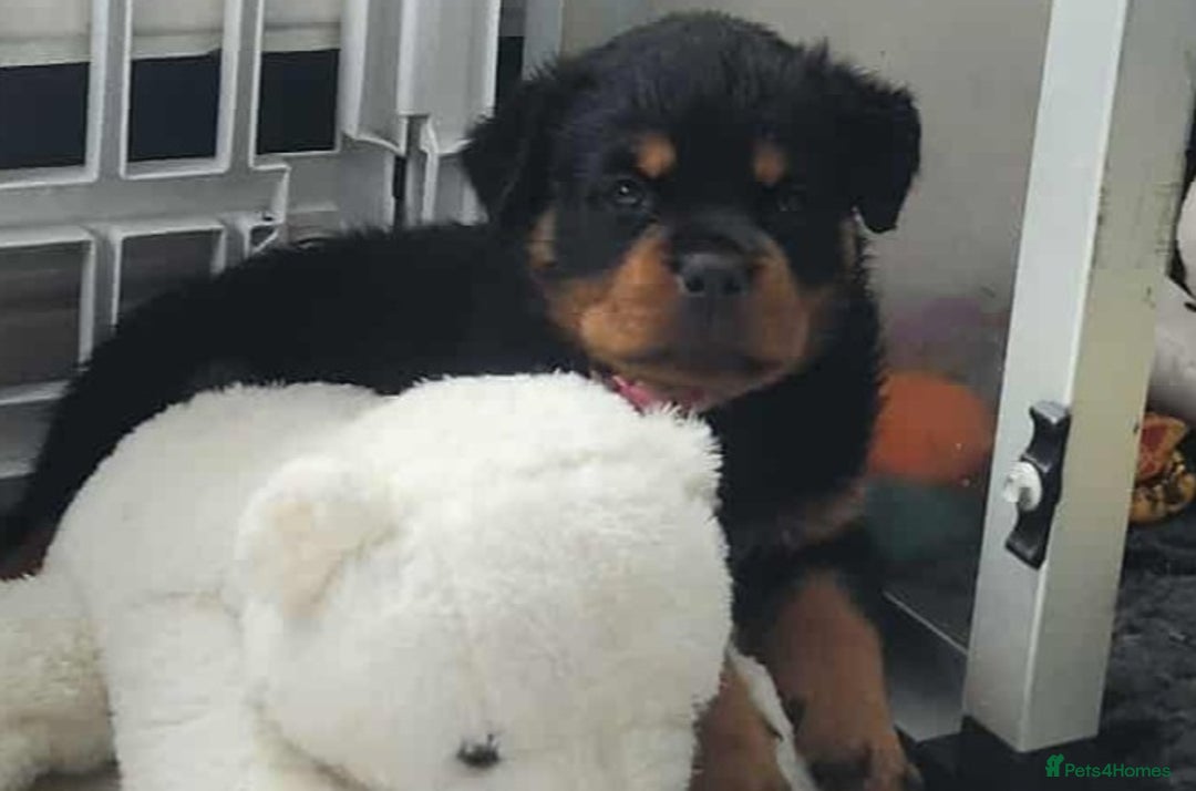 Rottweiler dogs for sale: Top quality European bloodlines rottweiler Puppies - Image 15