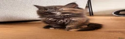 Maine Coon cats for sale: Beautiful Maine coon x BSH - Advert 3