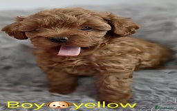 Maltipoo dogs for sale: red toy maltipoos - Image 2