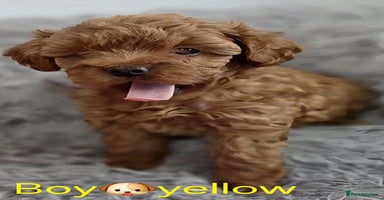 Maltipoo dogs - Advert 15